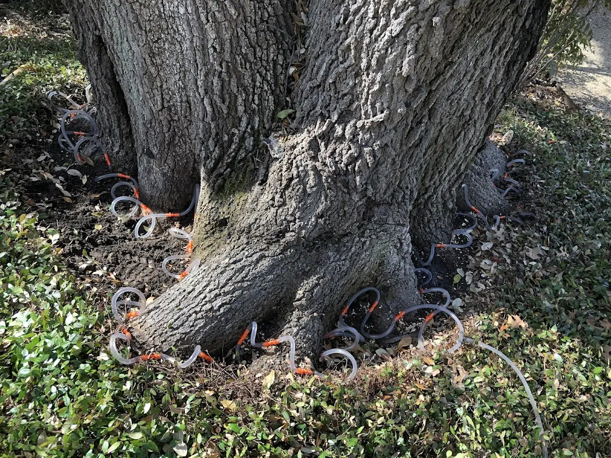 Detailed Tree Cabling and Bracing job site in Antioch
