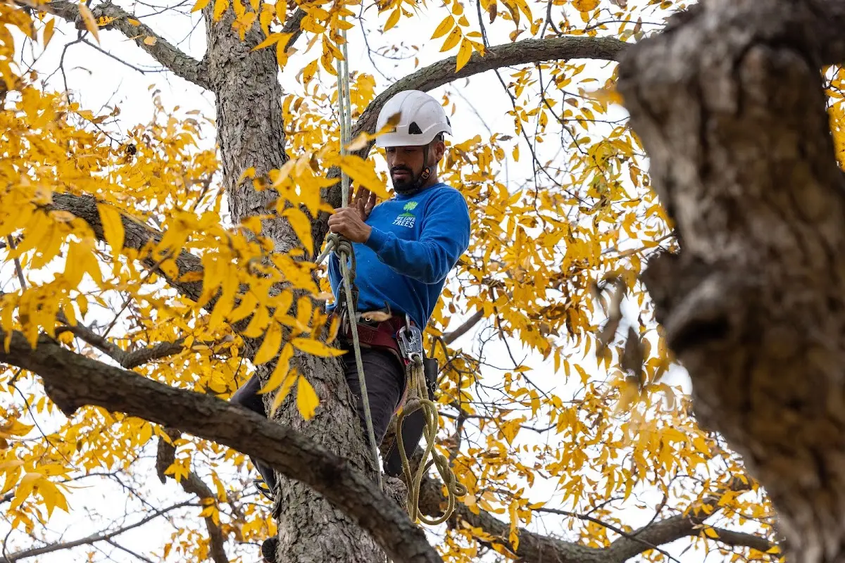 Skilled Tree Pruning crew working in Antioch